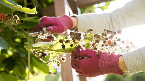 Eine Frau schneidet im Garten mit einer Astschere einen Brombeerstrauch zurück und trägt dabei Schutzhandschuhe.