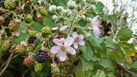 Eine Hummel sitzt im Garten auf einer Brombeerblüte und bestäubt sie.