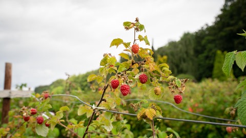 Himbeeren wachsen an einem Spalier.