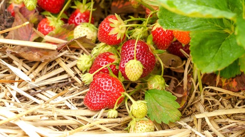 Erdbeeren wachsen im Garten an einem Strauch und sind auf Stroh gebettet.