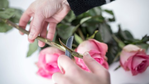 Eine Frau schneidet Rosen an, damit sie lange frisch bleiben.