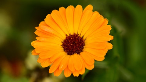 Die Blüte einer Ringelblume in Nahaufnahme.