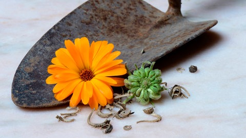 Die Samen der Ringelblume mit einer Ringelblumenblüte auf einer alten Schaufel. 