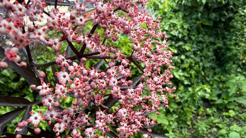 Die Blüten des rotblättrigen Holunders sind rosa und bilden einen starken Kontrast zu den dunklen Blättern. Die Pflanze liebt einen sonnigen Standort.