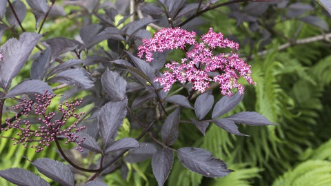 Rotblättriger Holunder der Sorte "Black Beauty". Die Pflanze hat rotbraunes Laub und eine intensive rosa Blüte. Sie mag einen sonnigen Standort.