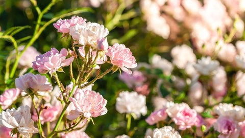 Pflanze für wenig Arbeit im Garten: pflegeleichte rosa Rosen.