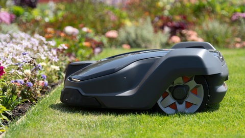 Gartenarbeit für Faule: Ein Mähroboter mäht den Rasen.