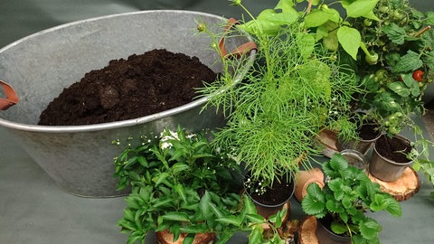 Balkonkasten mit Gemüse und Blumen