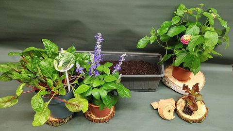 Balkonkasten mit Gemüse und Blumen
