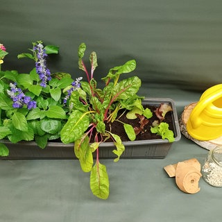Balkonkasten mit Gemüse und Blumen