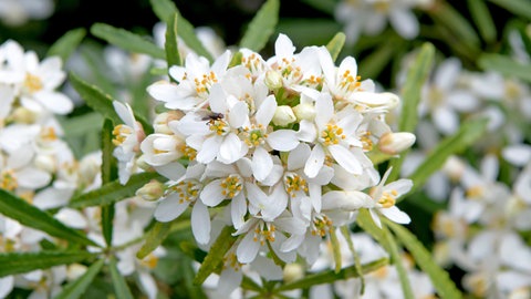 Mediterrane Orangenblume: Die weißen Blüten der pflegeleichten Pflanze riechen angenehm nach Zitronenduft. Auf dem Bild: die Sorte "White Dazzler".