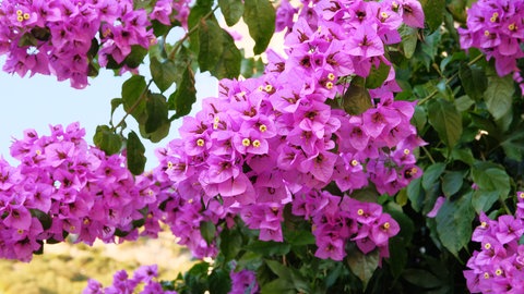 Bougainvillea