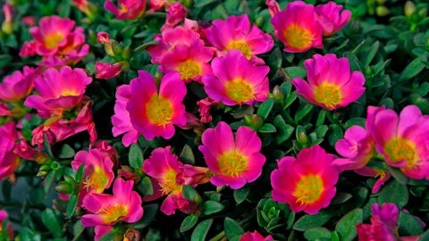 Diese Pflanzen kommen gut mit Hitze klar und sind für Balkonkästen geeignet: Portulakröschen blühen pink. 