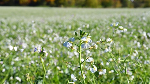 Rettich blüht im Herbst auf einem Feld. Die Blüten sind weiß.