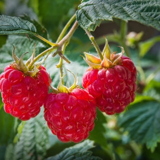 Himbeeren am Strauch