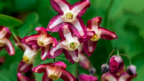 Stauden können sehr schöne Blüten ausbilden, wie hier die Elfenblume der Sorte Rubrum. Wie ihr Name andeutet, hat sie dunkelrote Blüten.