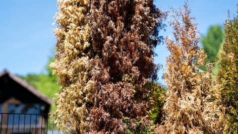 Eine Thuja-Hecke an einem Zaun mit zum Teil stark vertrockneten, braunen Stellen an den Pflanzen.