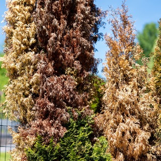 Eine Thuja-Hecke an einem Zaun mit zum Teil stark vertrockneten, braunen Stellen an den Pflanzen.