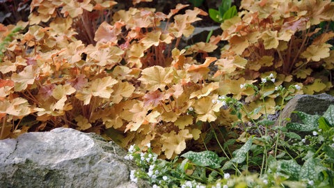 Die Staude Purpurglöckchen macht im Garten was her. Wenn die Pflanze vertrocknet ist, kann man sie wunderbar zurückschneiden.