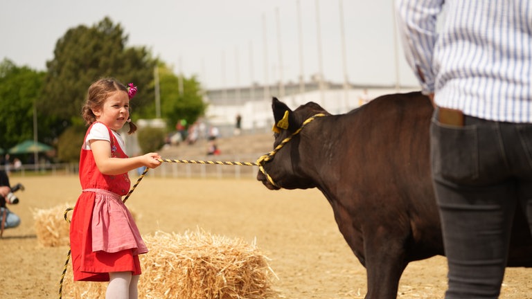 Ein Mädchen versucht ihr Kalb vom richtigen Weg zu überzeugen.
