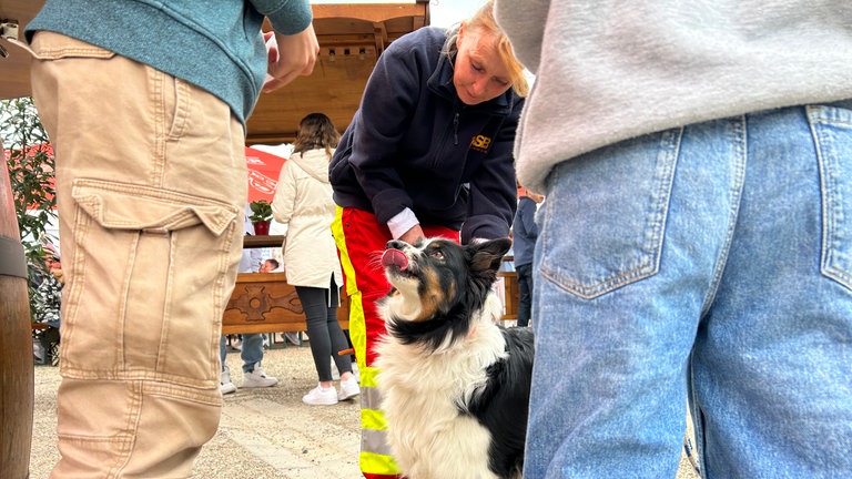 Ein Rettungshund des Arbeiter-Samariter-Bundes begeistert Jung und Alt auf dem Maimarkt