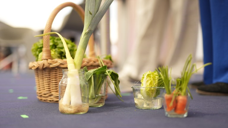 Gemüse-Abschnitte von Möhren und anderen Gemüsepflanzen stehen in Wassergläsern auf einer Bühne.