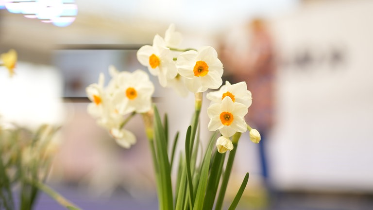 Eine Osterglocke oder Gelbe Narzisse