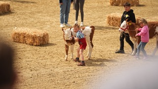 Ein junge führt ein Kalb über den Reitplatz.