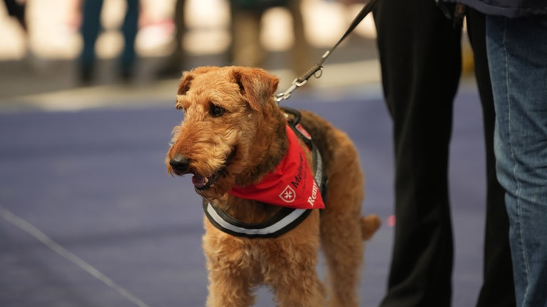 Sonst besucht sie Bewohner und Bewohnerinnen im Altenheim, am Mittwoch war sie auf der SWR Bühne: Besuchshündin Romy