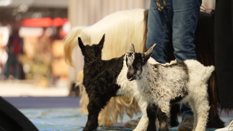 Es sind Ziegenbabys auf der Bühne des Gläsernen Studios vom SWR zu sehen.