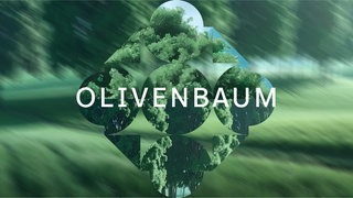 Olivenbaum