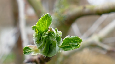 Wunderhübsches "Mausohrstadium" einer sich öffnenden Apfelknospe in Amt WachsenburgThüringen am 26. März 2023.