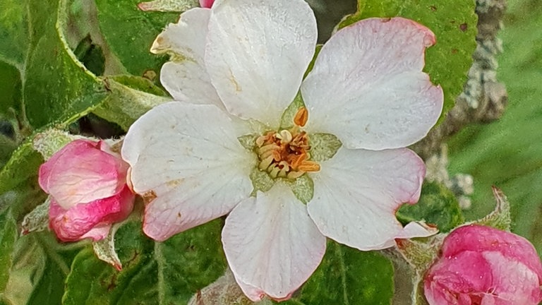 28. April: Pinova und Rote Goldparmäne blühen trotz zweier Nächte mit Luftfrost von minus vier Grad (22. und 23.04) in Baar in der Hohen Eifel auf 460 Meter. Der Froststress hat braune Stellen an den Blütenblättern hinterlassen.