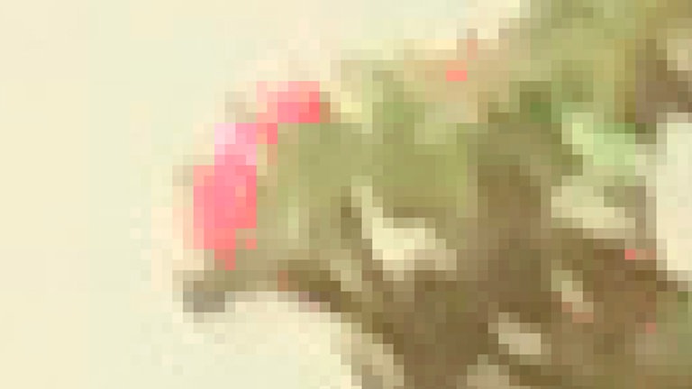 15. April: Quadratische Apfelblüte. Die Meldung aus Nassau im Lahntal zeigte einen kleinen Apfelbaum in größerer Entfernung. Wir mussten das Bild in seine Einzelpixel zerlegen und einzelne Farben verstärken, um das typische Rosa der Blüten nachweisen zu können.