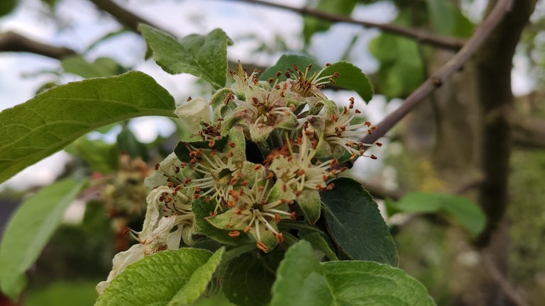 18. Mai: Auch im Nordwesten verblühen die ersten Bäume, hier ein Roter Astrachan in Radelübbe bei Schwerin. Grundsätzlich überwiegt zu diesem Zeitpunkt in Mecklenburg-Vorpommern aber noch der Zustand "Vollblüte" bei den Apfelbäumen.