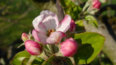 Geöffnete Apfelblüte in Bingen am Rhein am 5. April