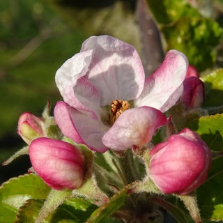 Geöffnete Apfelblüte in Bingen am Rhein am 5. April