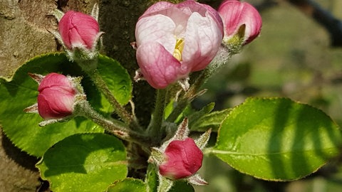 Erste geöffnete Apfelblüte in Denzlingen bei Freiburg