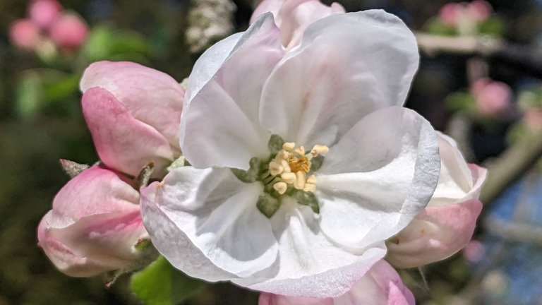 14. April: Tolle Großaufnahme einer Apfelblüte aus Heilbronn.