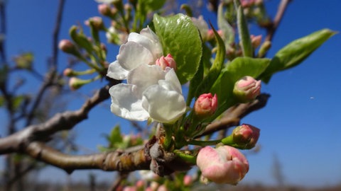 Die langgestreckt aus der Knospe gewachsenen, noch leicht eingerollten Blätter im Hintergrund verraten es: Kein Apfel, sondern ein Birnbaum an einer Landstraße bei Pratschwitz.