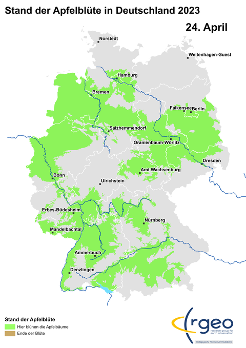 24. April: Man könnte nun von West nach Ost durch Apfelblütenland wandern, ohne eine der Grenzen des grünen und damit blühenden Bereichs überqueren zu müssen. Von Süd nach Nord sind noch kleine Lücken im Mittelrheintal. Ungewöhnlich, in all den Jahren zuvor war stets die Nord-Süd-Brücke schneller hergestellt als jene von West nach Ost.