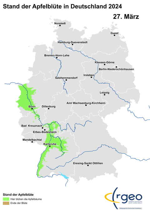 27. März: Dies ist nun also die erste Landkarte der neuen Apfelblütensaison. Um sie zu berechnen, schauten wir zunächst nach jenen Orten, an denen unsere blühenden Bäume stehen und suchten anschließend nach allen Regionen, die ein ähnliches Klima aufweisen wie die Standorte der als blühend gemeldeten Bäume. Die so gefundenen Flächen werden auf der Karte in grüner Farbe ausgewiesen. Bemerkenswert: Unser Programm weist auch Flächen im Mittleren Neckarraum aus Apfelblütenregionen aus, aus denen bislang keine Meldungen bei uns eingetroffen sind. Übertreibt unsere Software? Oder haben wir eine Erfassungslücke? Mal schauen...