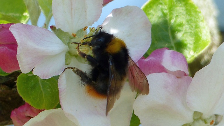 12. April: Tier ziert Blüte - in dem Fall eine männliche Steinhummel. Die Färbung verrät´s.