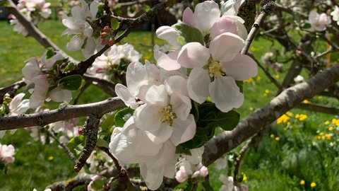 Apfelblüten in WessobrunnOberbayern auf 725 Meter Höhe am 19. April 2020.