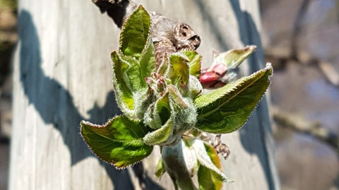 Geöffnete Blattknospe eines Apfelbaums in Denzlingen bei Freiburg