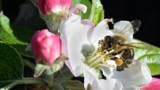 Biene in einer Vollblüte in Mannheim