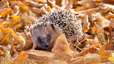 Den Igel aus der benachbarten Grünanlage hat Karin Berger mit ihrer Kamera eingefangen. Karin Berger hat ihre Traumwohnung gefunden. Und ihr? Jetzt mitmachen auf #besserwohnen. 