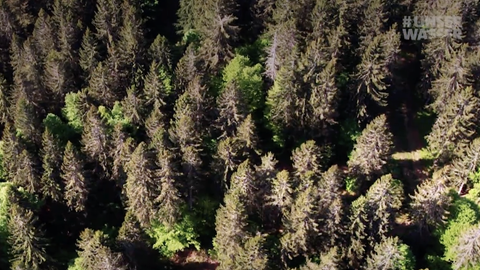 Wald im Dürresommer 2022