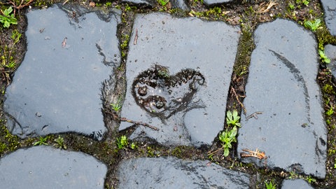 Liebeskummer | SWR1 Redakteurin und Paartherapeutin Sabine Hub | Liebeskummer überwinden: Das kann Ihnen bei Liebeskummer helfen