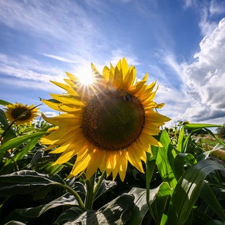 Dunkle Wolken und blauer Himmel sind über einem Sonnenblumenfeld zu sehen. Hat der Sommer 2025 seinen Namen verdient? 